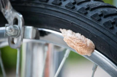 Egg Sack Of A Praying Mantis Stock Photos