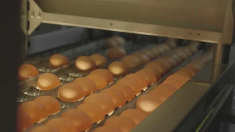 Egg Scanner In Chicken Farm Stock Footage 231504419
