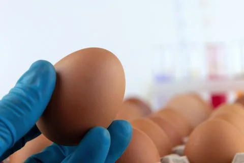 An egg in the scientist's hand, against a background of a tray of eggs and te Stock Photos
