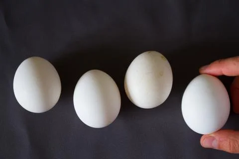 Egg selection concept Stock Photos