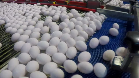 Egg selection, egg factory industry poultry conveyor production Stock Footage 223087750