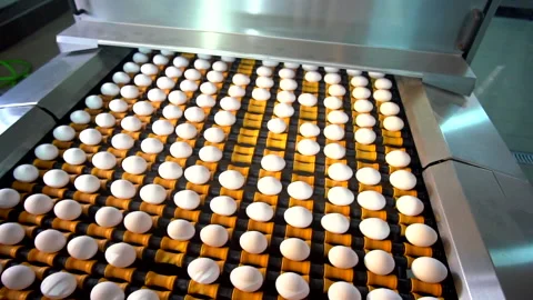 Egg selection, egg factory industry poultry conveyor production Stock Footage 223088458