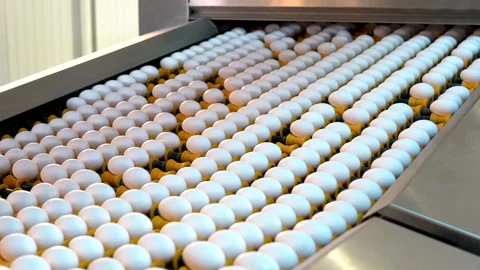 Egg selection, egg factory industry poultry conveyor production Stock Footage 223089317