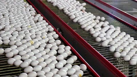 Egg selection, egg factory industry poultry conveyor production Stock Footage 223089612