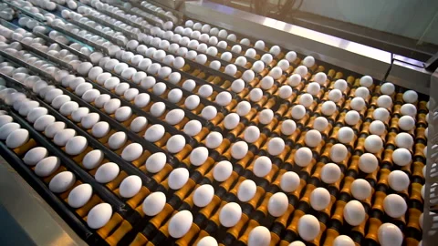 Egg selection, egg factory industry poultry conveyor production Stock Footage 223089613