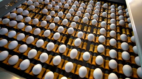 Egg selection, egg factory industry poultry conveyor production Stock Footage 223090054
