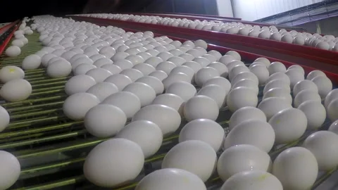 Egg selection, egg factory industry poultry conveyor production Stock Footage 223191920