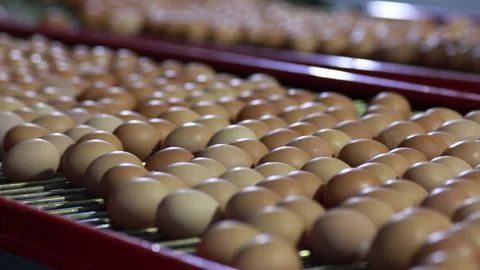 Egg selection, egg factory industry poultry conveyor production Stock Footage 223192745