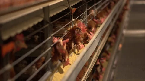Egg selection, egg factory industry poultry conveyor production Stock Footage 223195491