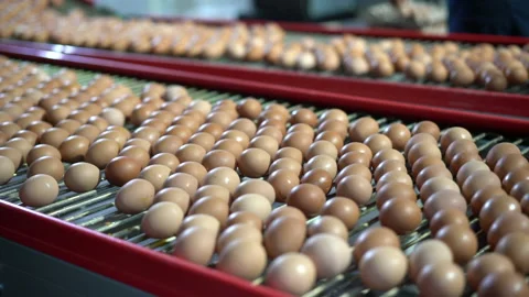 Egg selection, egg factory industry poultry conveyor production Stock Footage 223197222