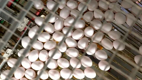 Egg selection, egg factory industry poultry conveyor production Stock Footage 223230079
