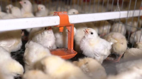 Egg selection, egg factory industry poultry conveyor production Stock Footage 223230436