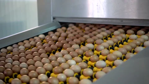 Egg selection, egg factory industry poultry conveyor production Stock Footage 223230638