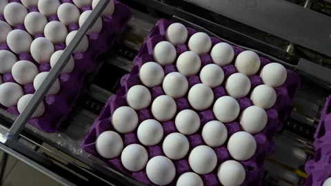 Egg selection, egg factory industry poultry conveyor production Stock Footage 223230976