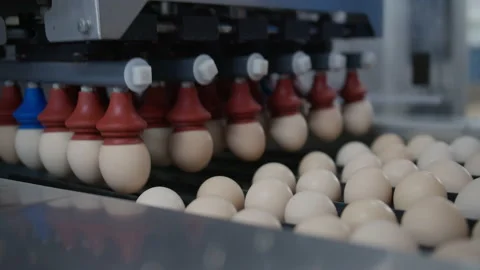 Egg selection, egg production factory Stock Footage 230495066