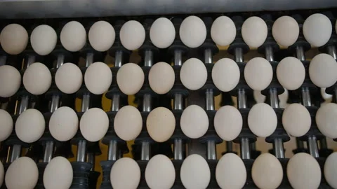 Egg selection, egg production factory Stock Footage 230497696