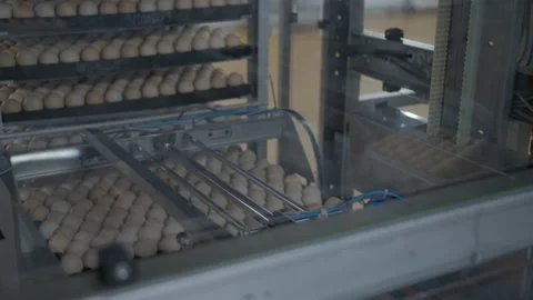Egg selection, egg production factory Stock Footage 230503997