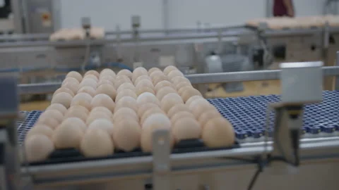 Egg selection, egg production factory Stock Footage 230505885