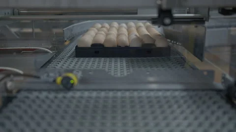 Egg selection, egg production factory Stock Footage 230507959