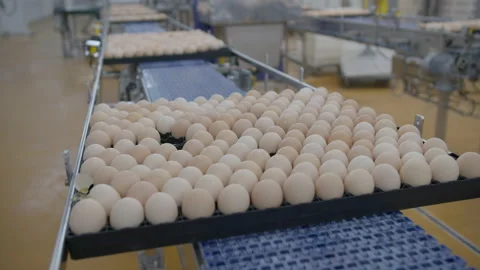 Egg selection, egg production factory Stock Footage 230512666