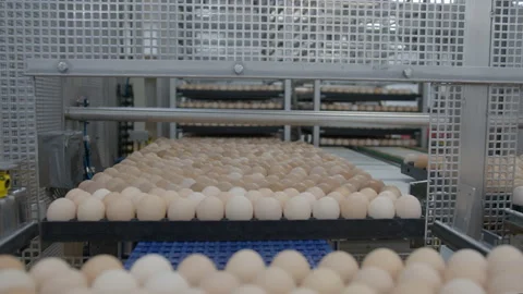 Egg selection, egg production factory Stock Footage 230515012