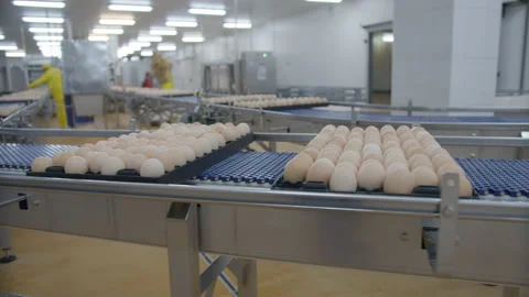 Egg selection, egg production factory Stock Footage 230515725
