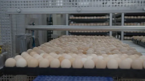 Egg selection, egg production factory Stock Footage 230516886