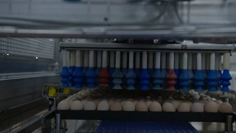 Egg selection, egg production factory Stock Footage 230517307