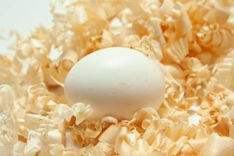 Egg in shavings Stock Photos