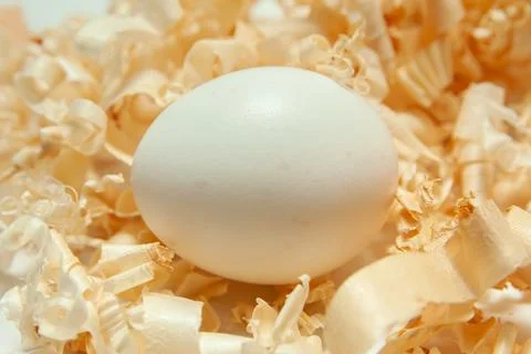 Egg in shavings Stock Photos
