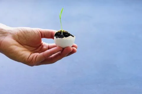 Egg shell with growing sprout Stock Photos