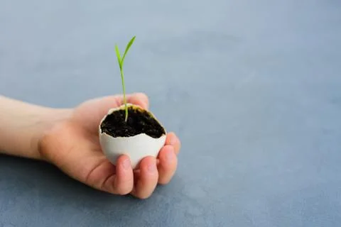 Egg shell with growing sprout Stock Photos