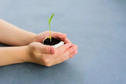 Egg shell with growing sprout Stock Photos