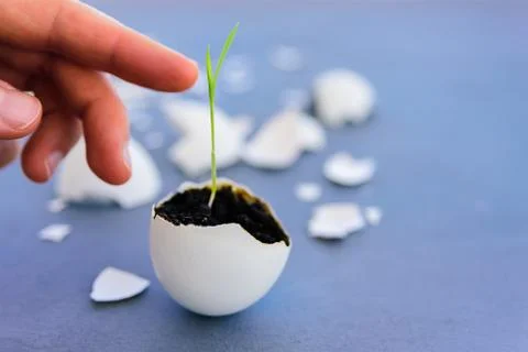 Egg shell with growing sprout Stock Photos