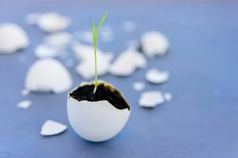 Egg shell with growing sprout Foto stock