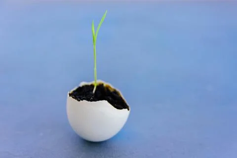 Egg shell with growing sprout Stock Photos