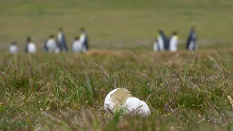 Egg Shell Of King Penguin Cracked Open on Grass. Cinematic Wildlife Documen.. Stock Footage 339510349