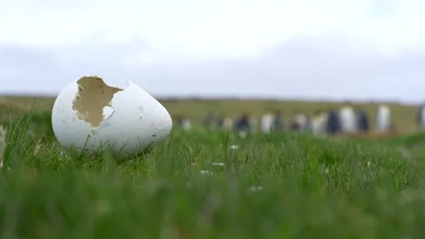 Egg Shell Of King Penguin Cracked Open Low Angle on Grass. Cinematic Wildli.. Stock Footage 339510383