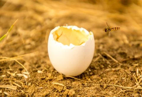 Egg Shell Stock Photos