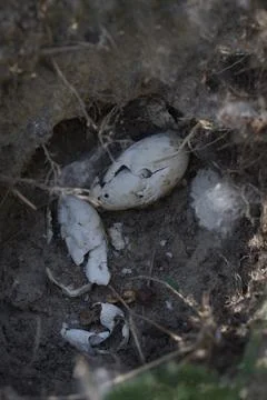 Egg shell remains in ground nest of some bird after spring nesting Stock Photos