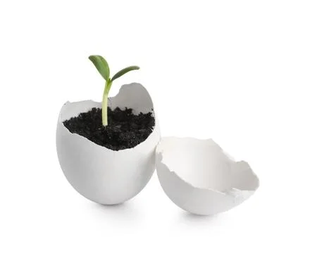Egg shell with seedling on white background Stock Photos
