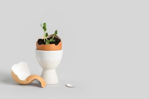 Egg shell with seedlings on grey background Fotos Stock