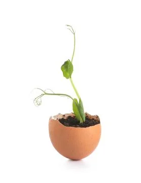 Egg shell with seedlings on white background Fotos Stock