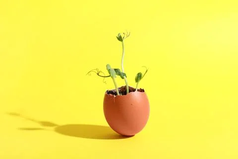 Egg shell with seedlings on yellow background Stock Photos