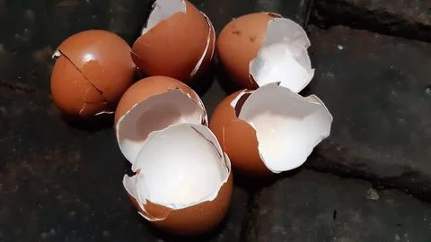 Egg shells can be used as a natural fertilizer 스톡 사진
