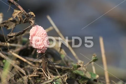 Egg shells Cherries in rice farm nature, Snail pink eggs Stock Photos