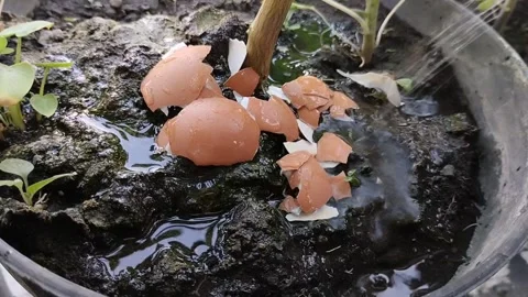 Egg shells on the ground are sprinkled with water Video stock 288644837