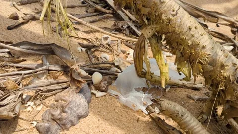 Egg shells hatched sea turtle hatchlings discarded beach amongst plastic trash Stock Footage 313585552