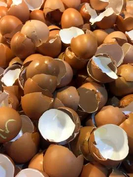 Egg Shells Stock Photos