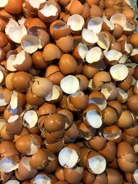 Egg Shells Stock Photos